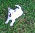 /album/fotogaleria/perritos-6-jpg/